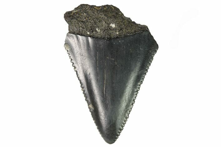 Serrated, Fossil Great White Shark Tooth - South Carolina #164770